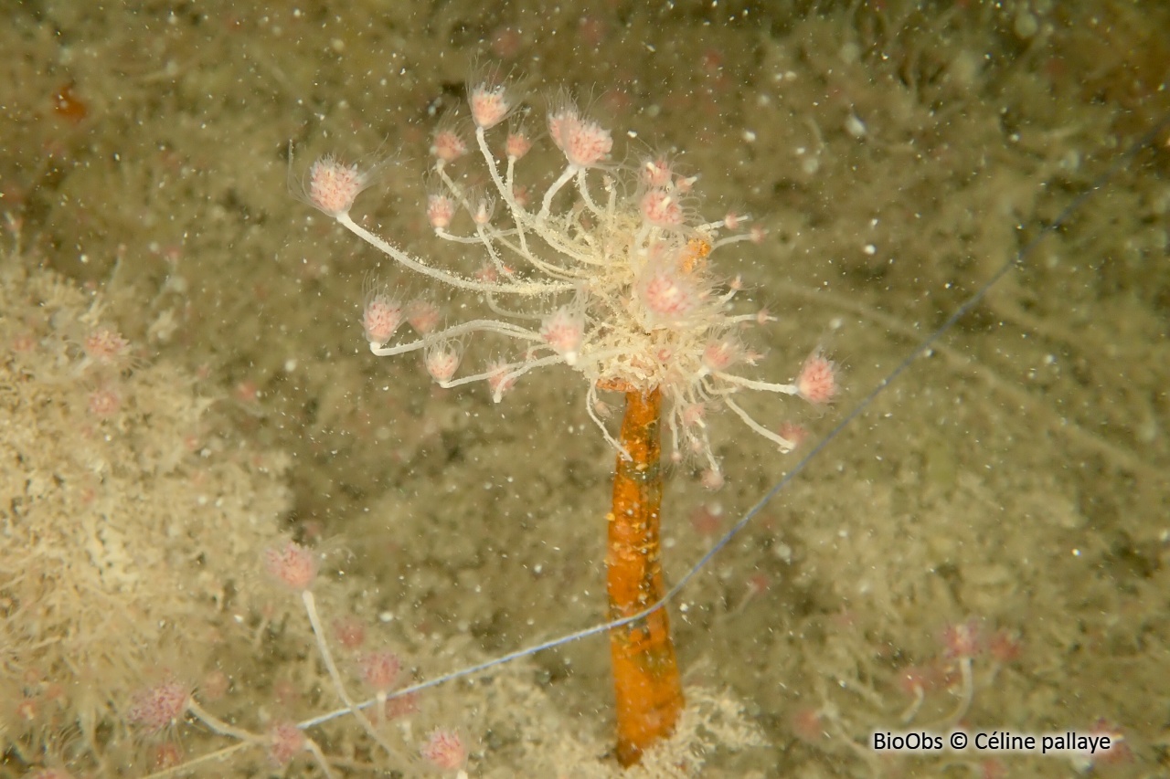 Petite tubulaire - Ectopleura larynx - Céline pallaye - BioObs