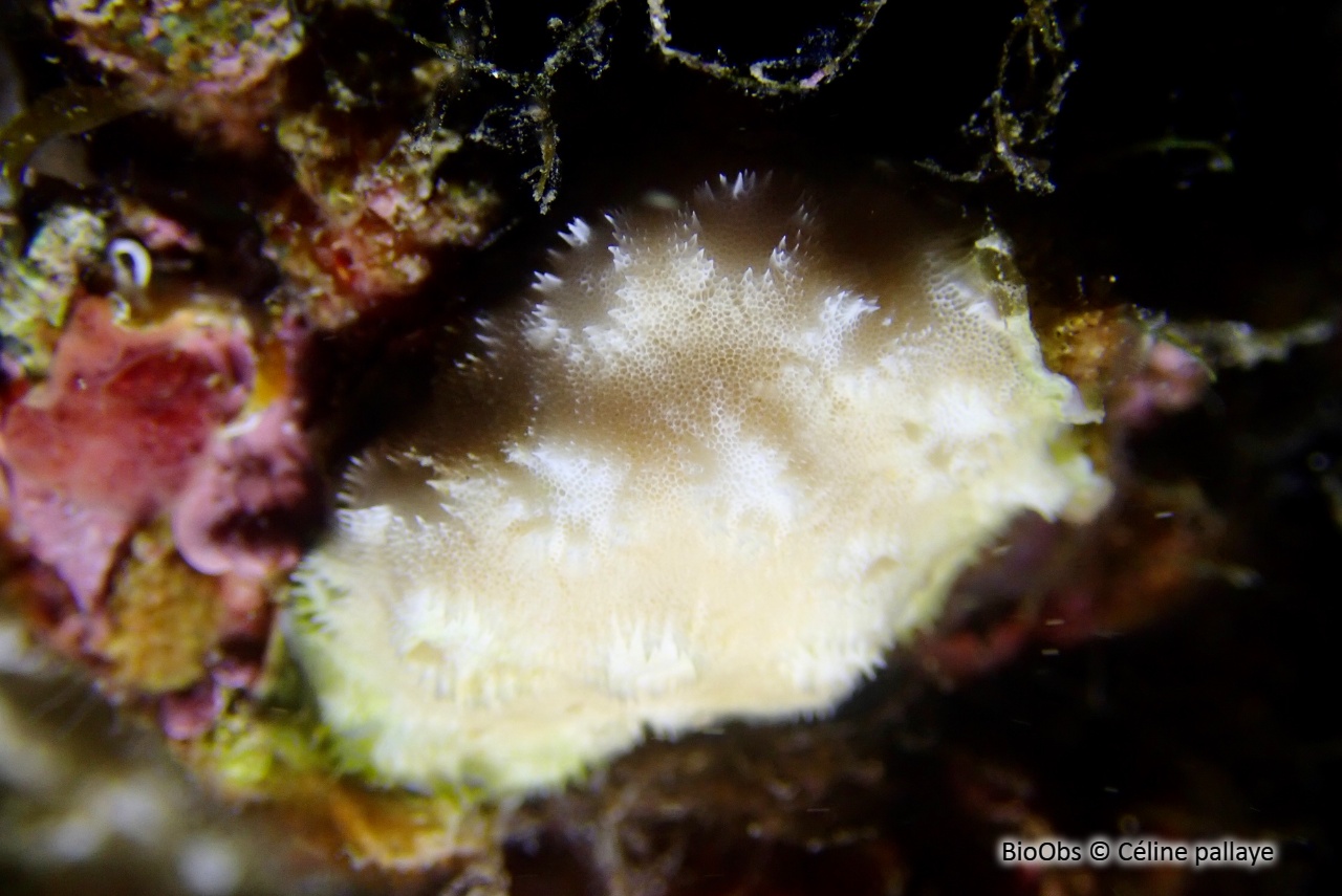 Disporelle napolitaine - Disporella hispida - Céline pallaye - BioObs