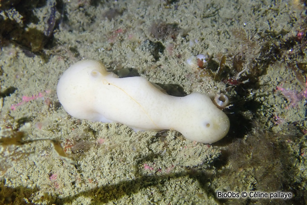 Eponge encroûtante blanche - Thymosia guernei - Céline pallaye - BioObs