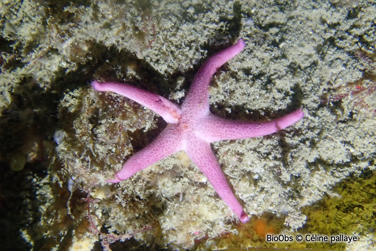 Etoile cuir sanguine - Henricia sanguinolenta - Céline pallaye - BioObs