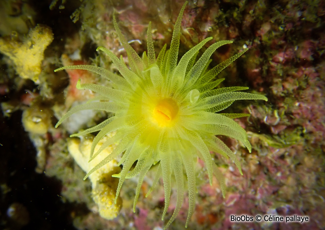 Corail jaune solitaire - Leptopsammia pruvoti - Céline pallaye - BioObs