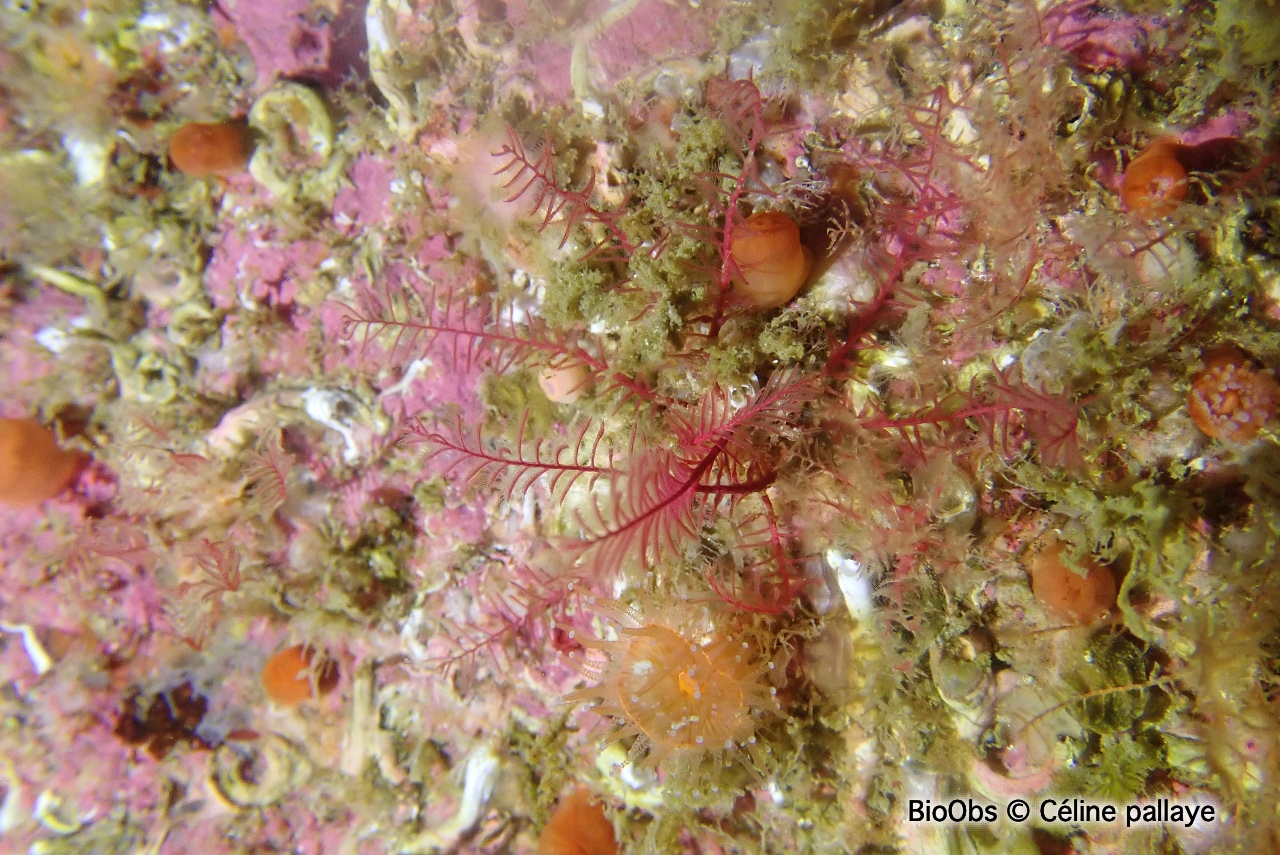 Comatule commune - Antedon bifida - Céline pallaye - BioObs