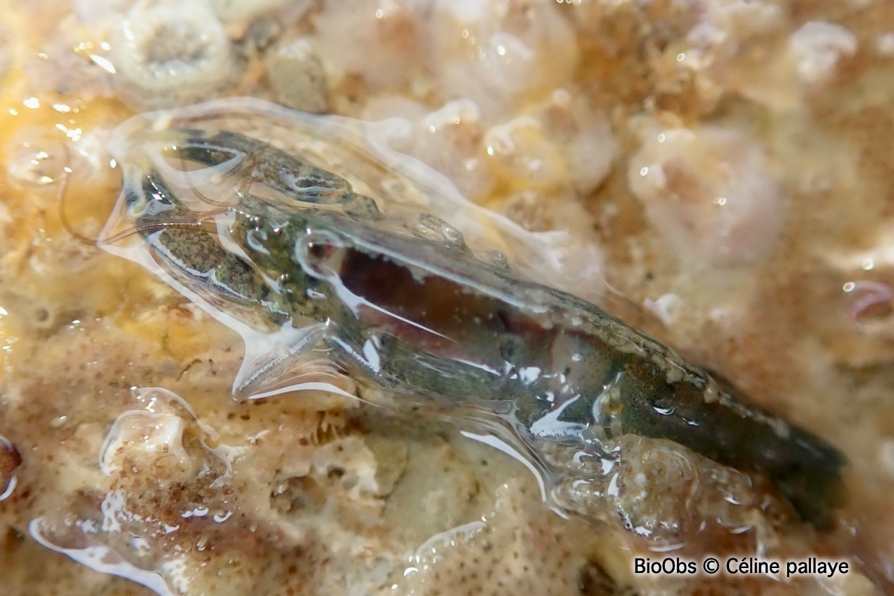 Crevette à capuchon - Athanas nitescens - Céline pallaye - BioObs