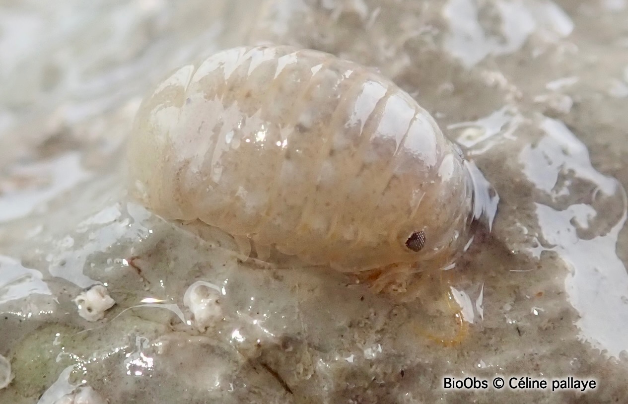 Sphéromiens - Sphaeromatidae sp. - Céline pallaye - BioObs
