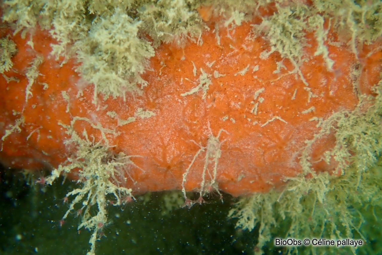 Eponge encroûtante rouge sang - Clathria (Microciona) atrasanguinea - Céline pallaye - BioObs