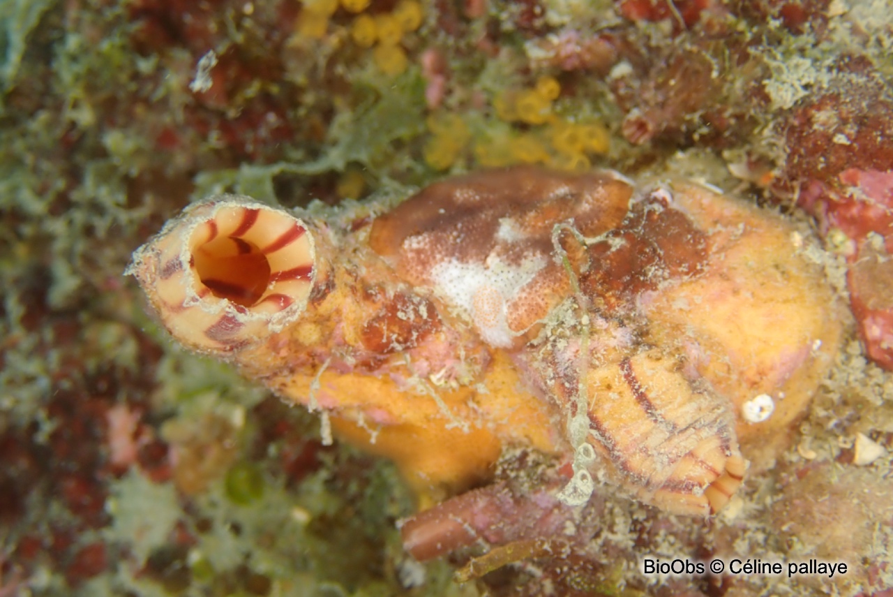 Violet - Microcosmus sabatieri - Céline pallaye - BioObs