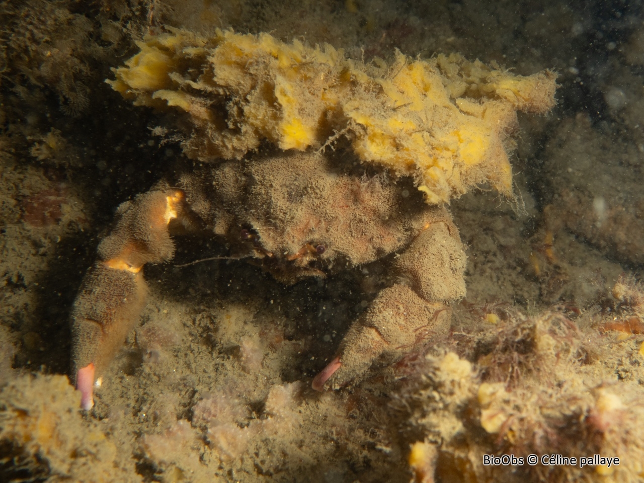 Dromie, petit crabe - Dromia personata - Céline pallaye - BioObs