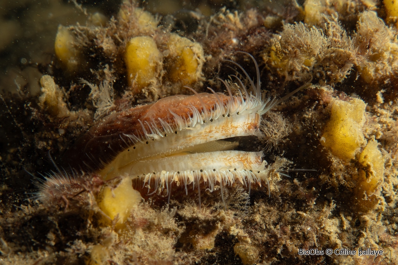 Pétoncle noir - Mimachlamys varia - Céline pallaye - BioObs