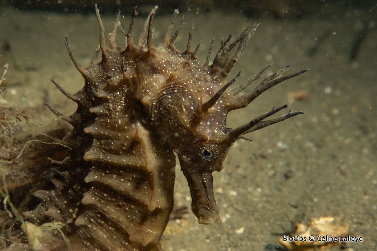 Hippocampe moucheté - Hippocampus guttulatus - Céline pallaye - BioObs