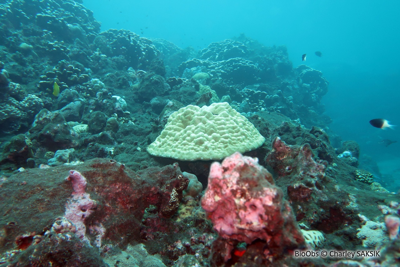 Porites (genre) - Porites sp - Charley SAKSIK - BioObs