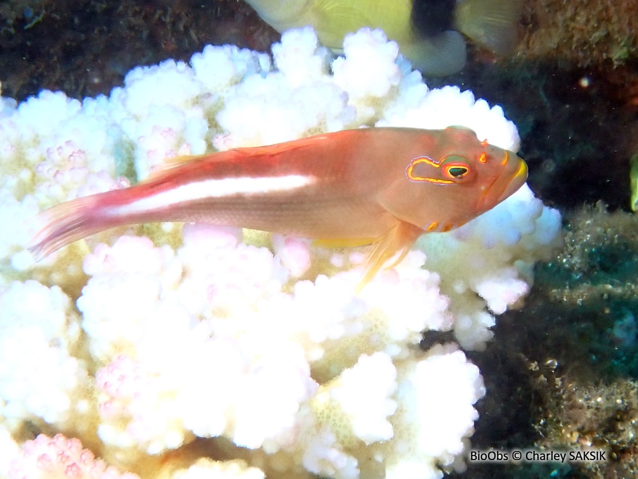 Epervier strié - Paracirrhites arcatus - Charley SAKSIK - BioObs