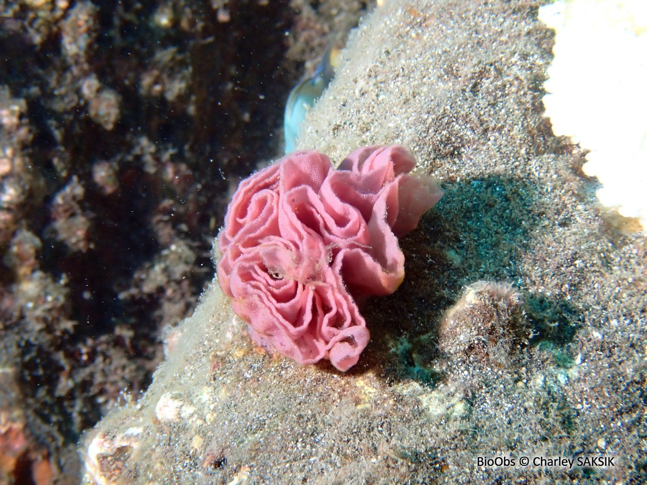 Danseuse espagnole ponte - Hexabranchus - Charley SAKSIK - BioObs