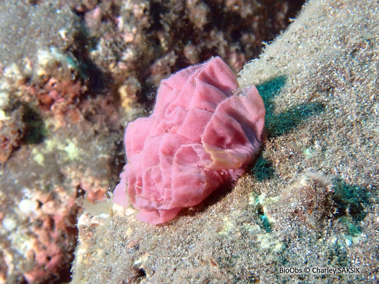Danseuse espagnole ponte - Hexabranchus - Charley SAKSIK - BioObs