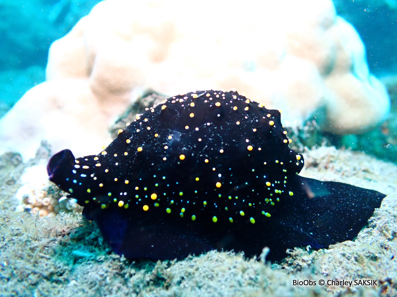 Ovule commune - Ovula ovum - Charley SAKSIK - BioObs