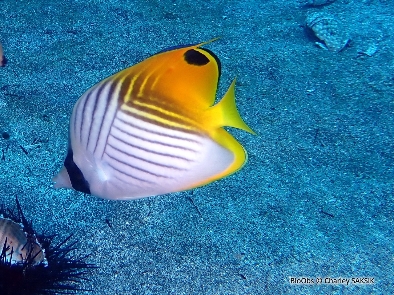 Poisson-papillon cocher - Chaetodon auriga - Charley SAKSIK - BioObs