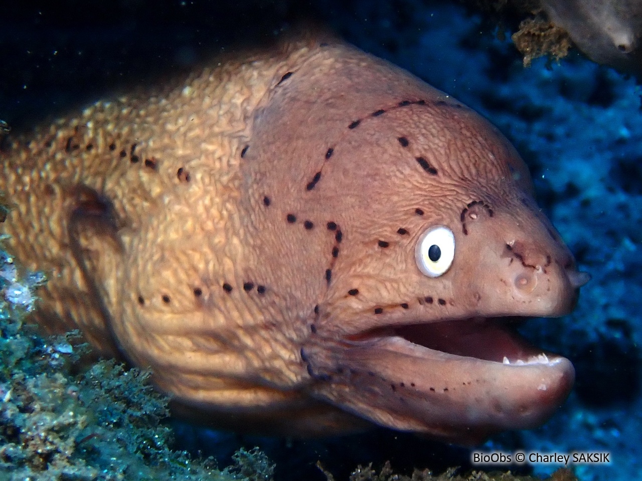 Murène tatouée - Gymnothorax griseus - Charley SAKSIK - BioObs