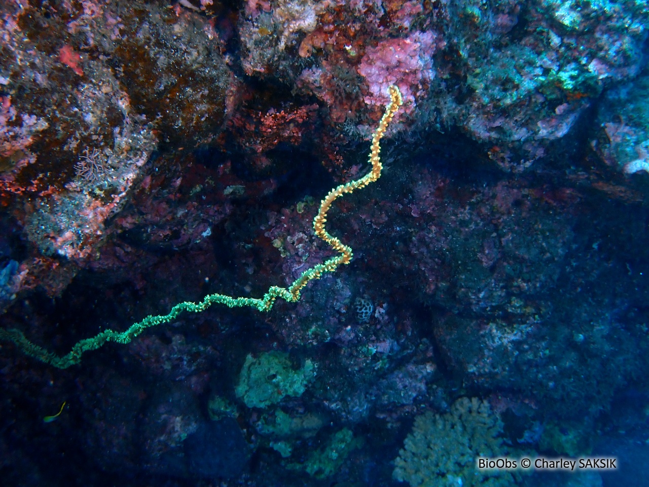 Corail fil de fer tropical - Cirrhipathes (genre) - Charley SAKSIK - BioObs