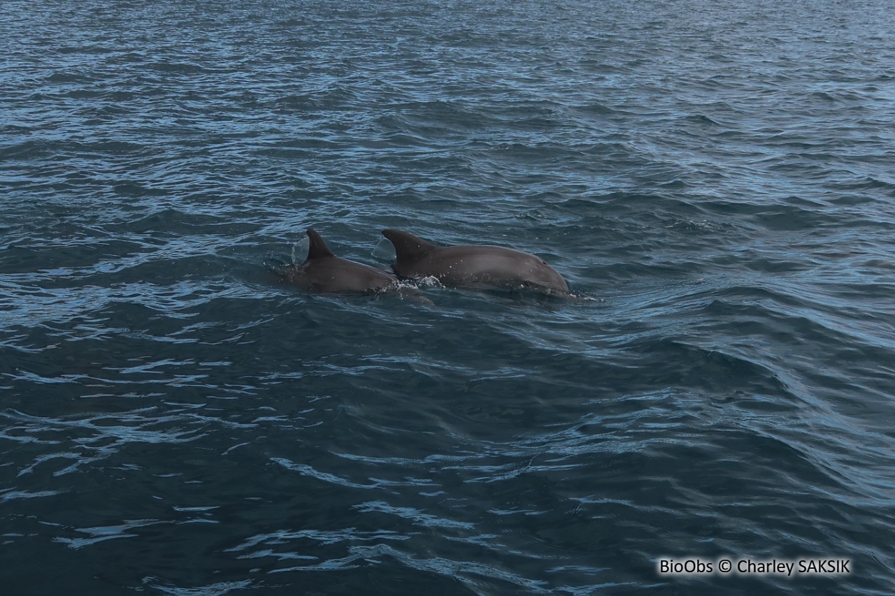 Grand dauphin de l'océan indien - Tursiops aduncus - Charley SAKSIK - BioObs