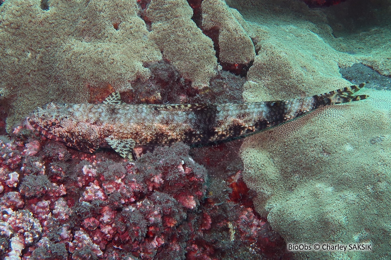 Poisson lézard - Synodus binotatus - Charley SAKSIK - BioObs