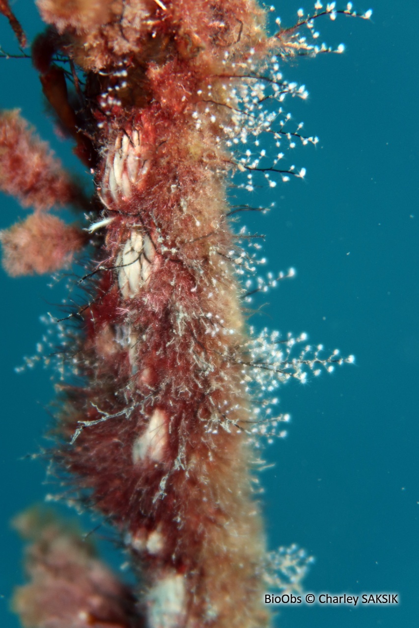 Hydraire des amarres - Pennaria disticha - Charley SAKSIK - BioObs