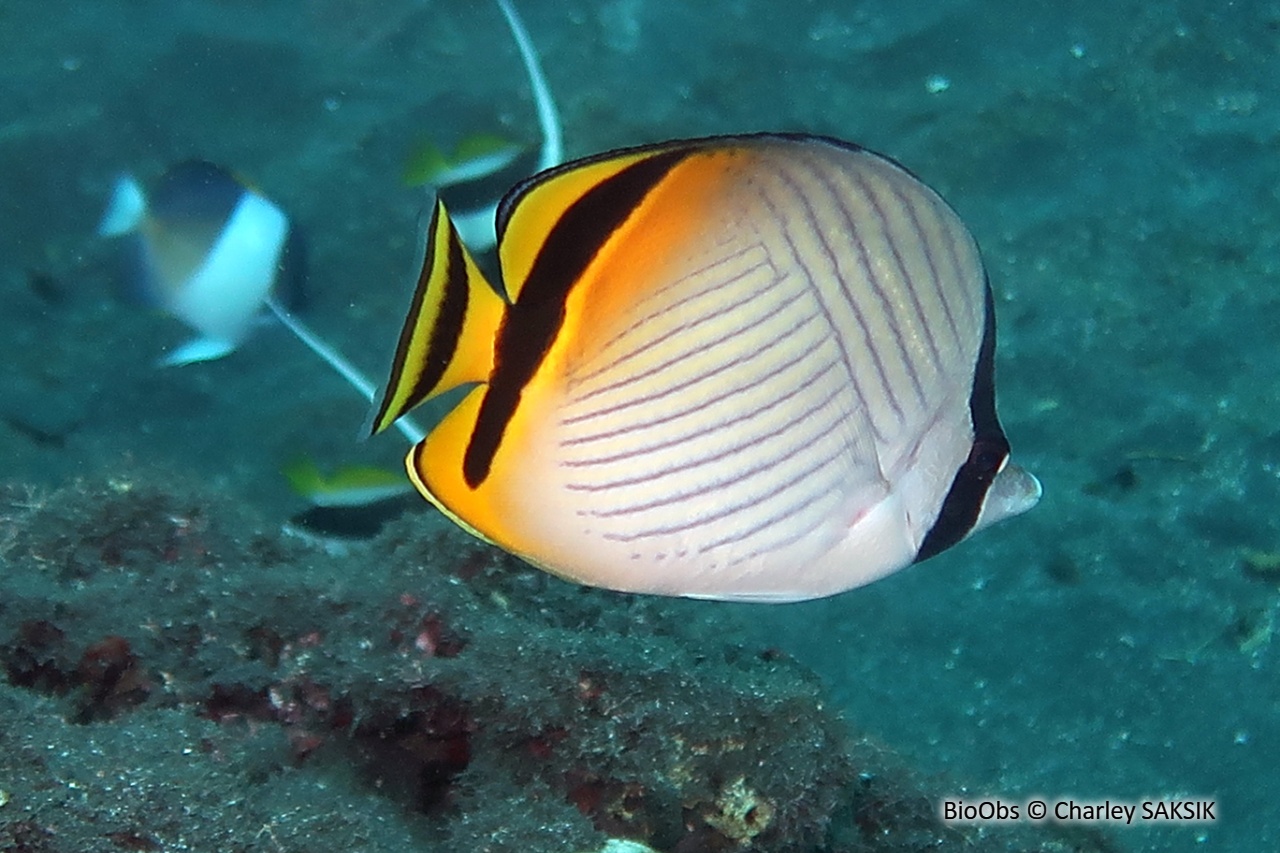 Poisson-papillon vagabond - Chaetodon vagabundus - Charley SAKSIK - BioObs