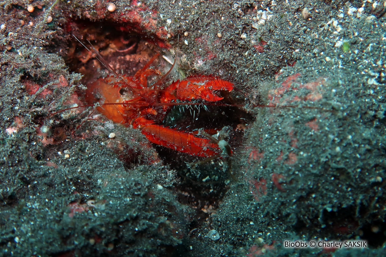 Homard occidental - Enoplometopus occidentalis - Charley SAKSIK - BioObs