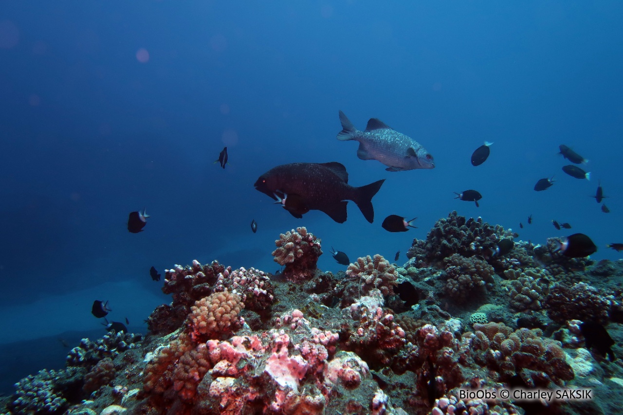 Saupe grise - Kyphosus cinerascens - Charley SAKSIK - BioObs