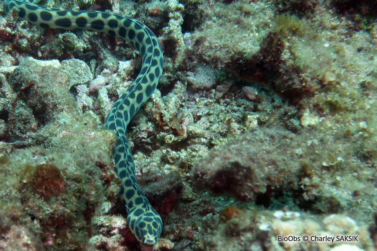 Anguille-serpent maculée - Myrichthys maculosus - Charley SAKSIK - BioObs