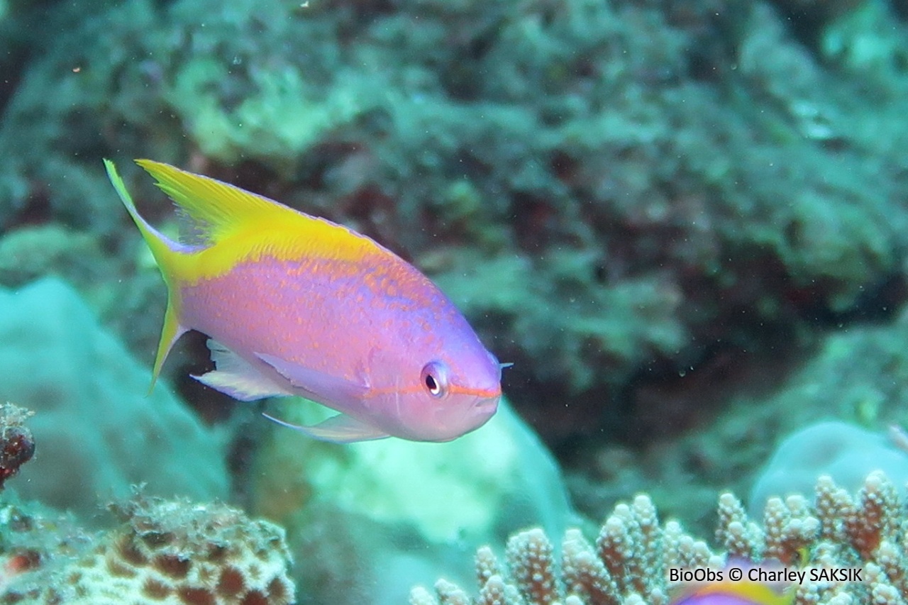 Barbier à queue jaune - Pseudanthias evansi - Charley SAKSIK - BioObs