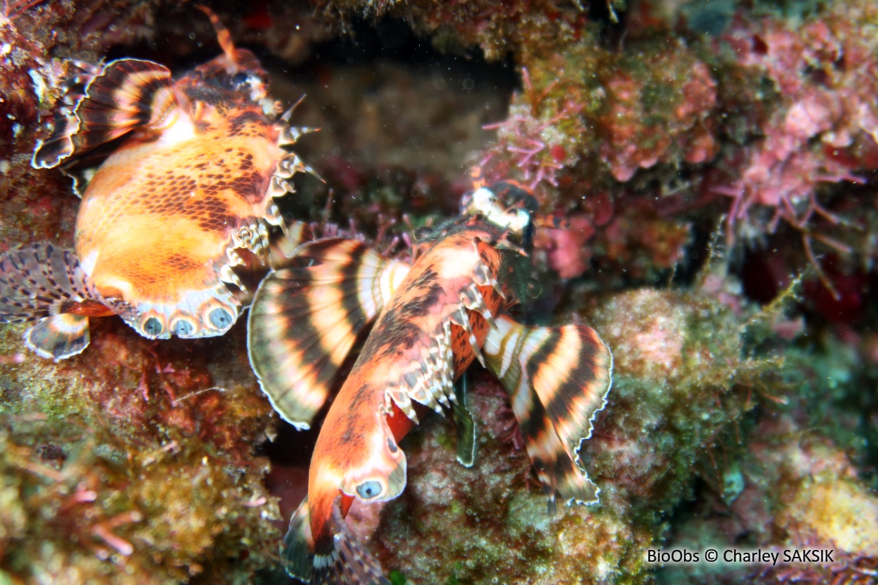 Ptérois ocellé - Dendrochirus biocellatus - Charley SAKSIK - BioObs