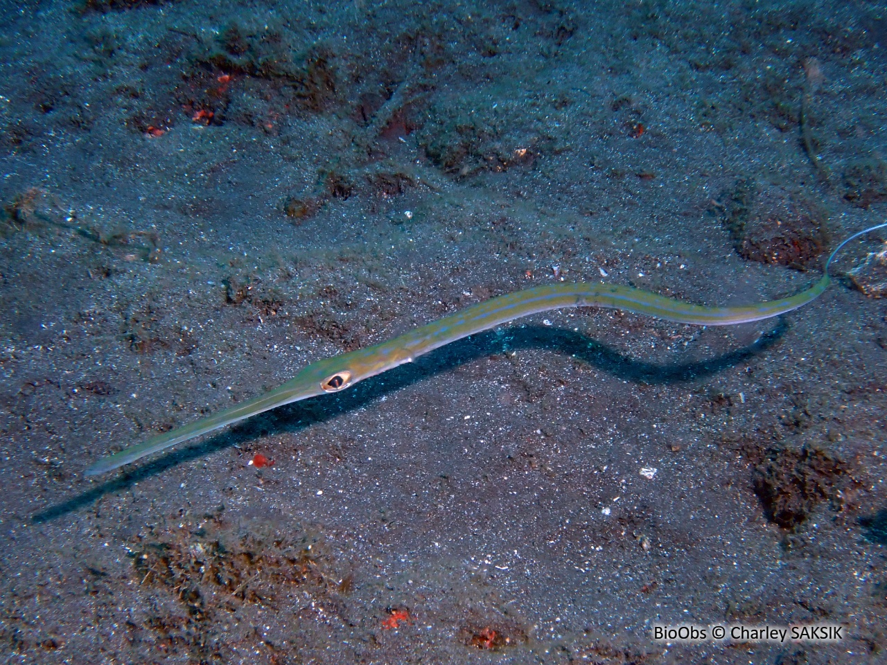 Poisson-flûte à taches bleues - Fistularia commersonii - Charley SAKSIK - BioObs