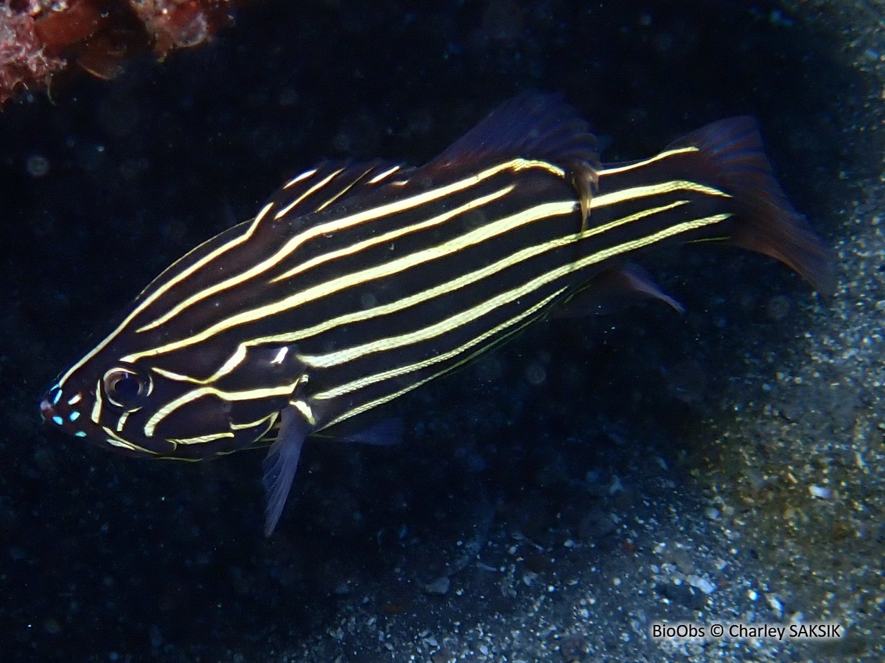 Savon à raies d'or - Grammistes sexlineatus - Charley SAKSIK - BioObs