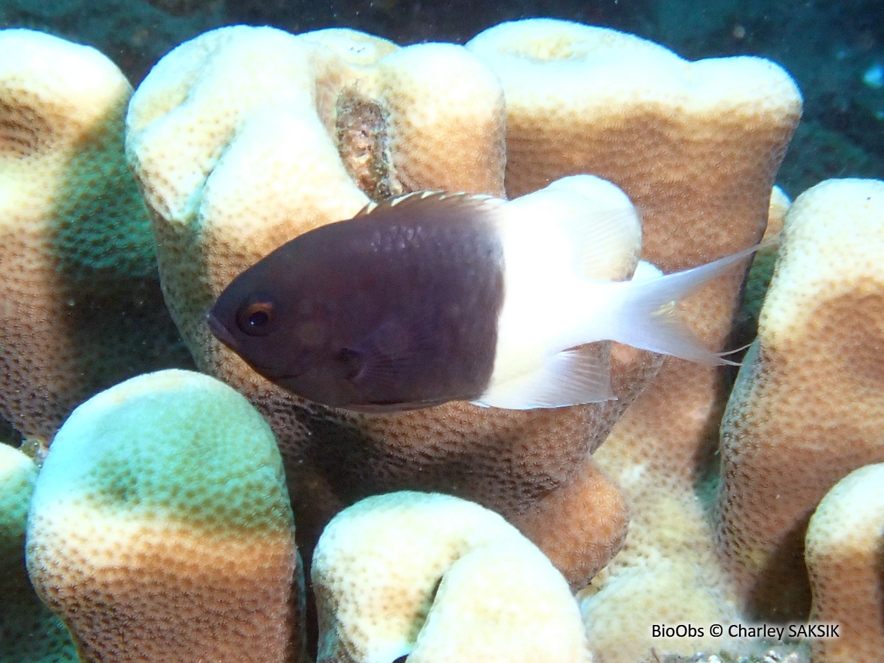 Demoiselle bicolore de Field - Pycnochromis fieldi - Charley SAKSIK - BioObs