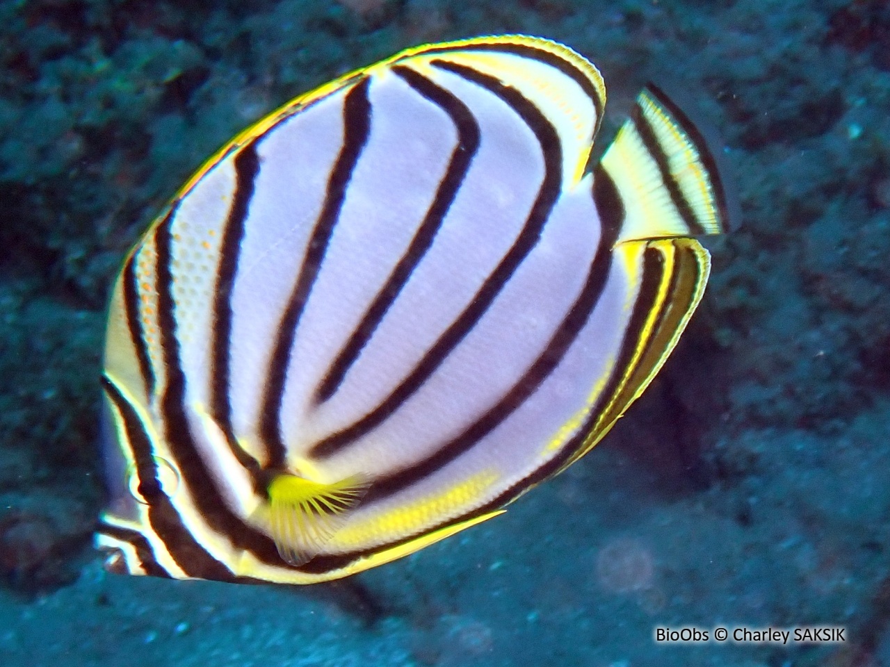 Poisson-papillon de Meyer - Chaetodon meyeri - Charley SAKSIK - BioObs