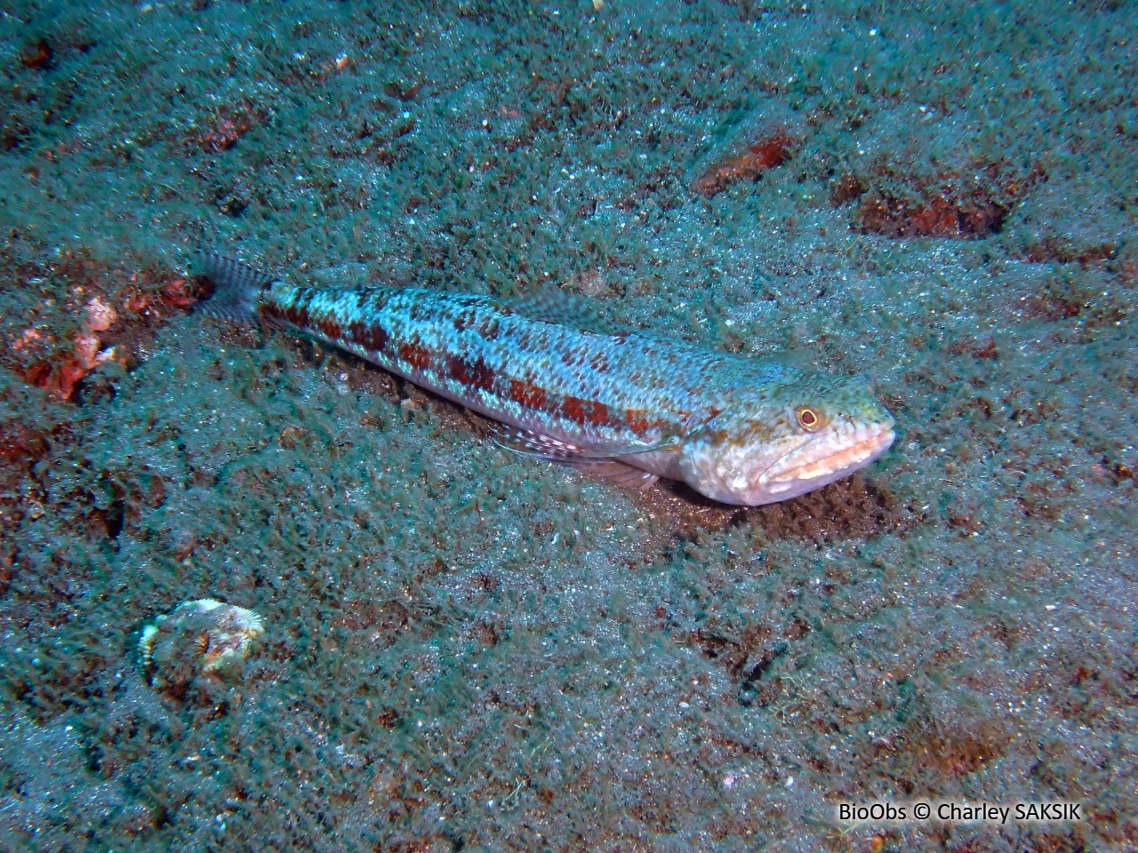 Poisson lézard - Synodus binotatus - Charley SAKSIK - BioObs