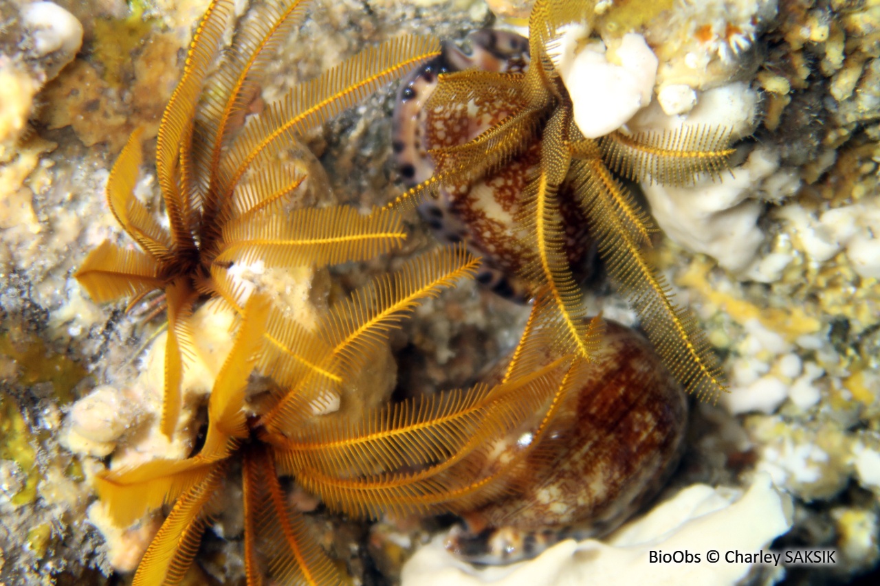 Comatule à carène - Tropiometra carinata - Charley SAKSIK - BioObs