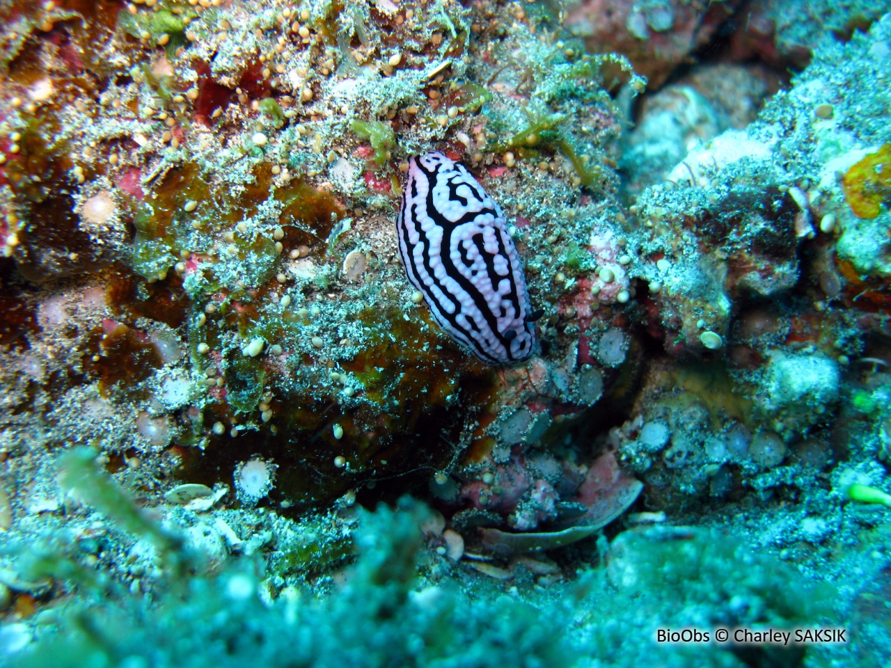 Phyllidie de Ceylan - Phyllidiella zeylanica - Charley SAKSIK - BioObs