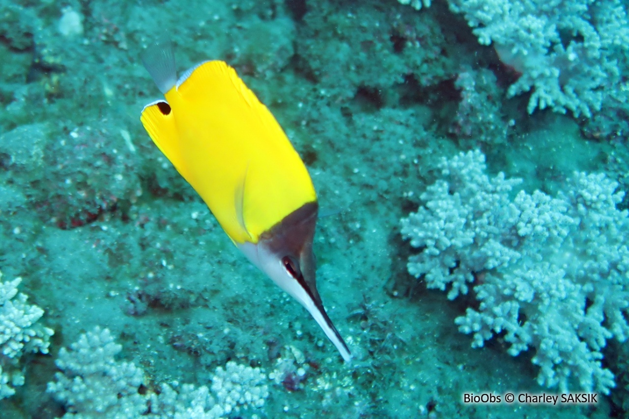 Poisson-pincette à très long nez - Forcipiger longirostris - Charley SAKSIK - BioObs