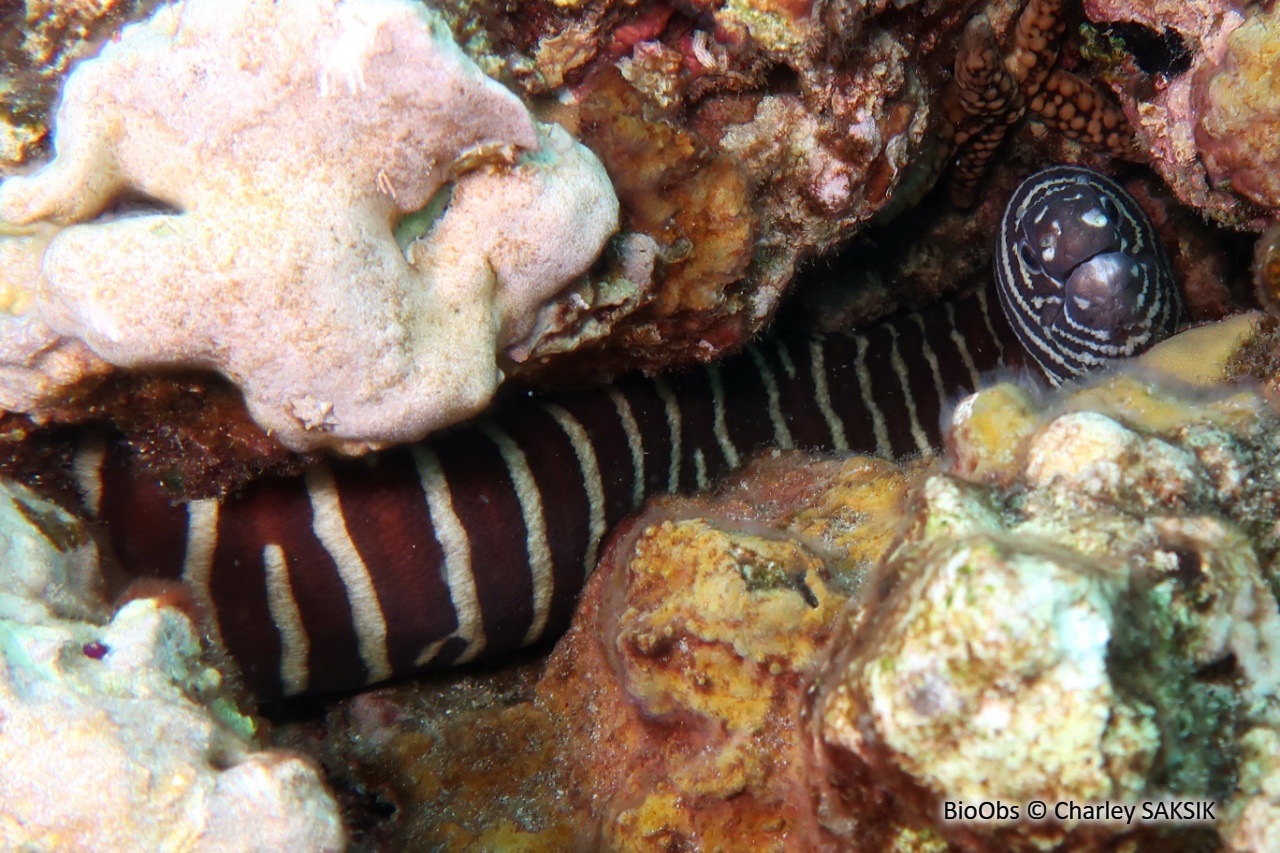 Murène-zèbre - Gymnomuraena zebra - Charley SAKSIK - BioObs