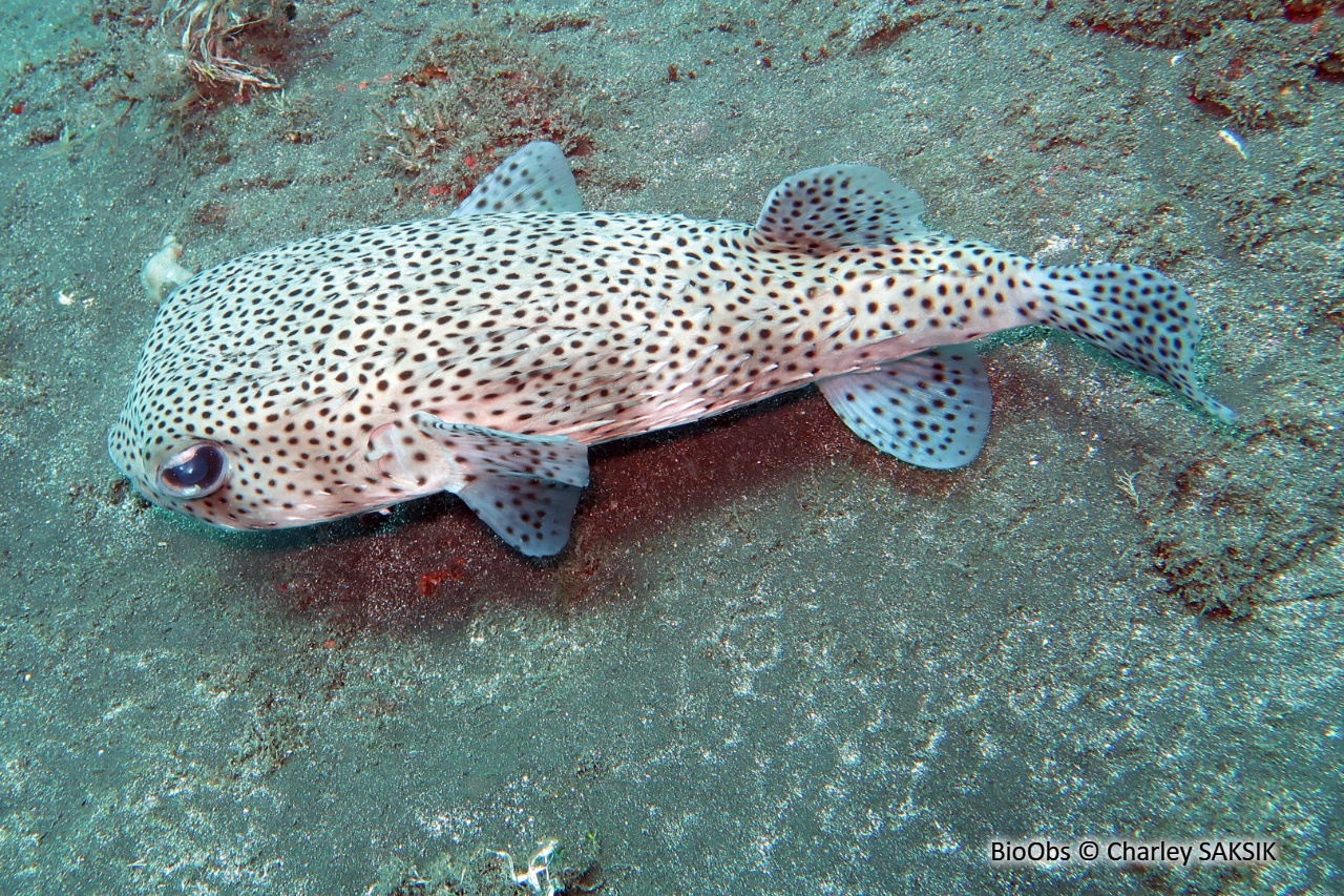 Poisson-hérisson ponctué - Chilomycterus reticulatus - Charley SAKSIK - BioObs