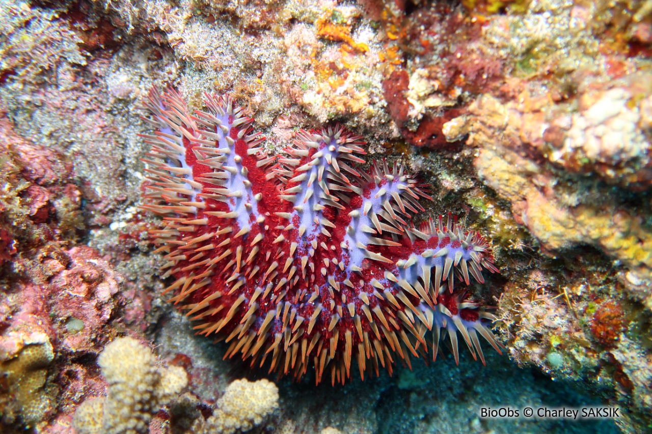 Etoile de mer couronne d'épines de Maurice - Acanthaster mauritiensis - Charley SAKSIK - BioObs