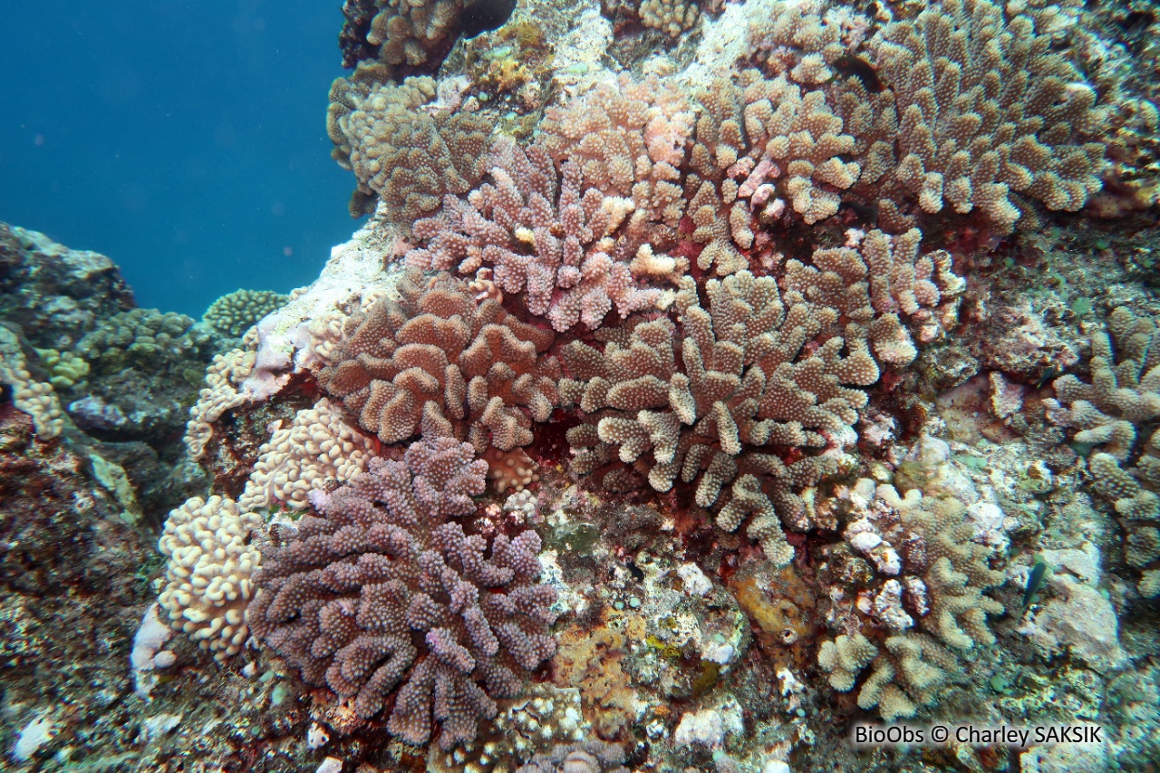 Pocillopore méandreux - Pocillopora meandrina - Charley SAKSIK - BioObs