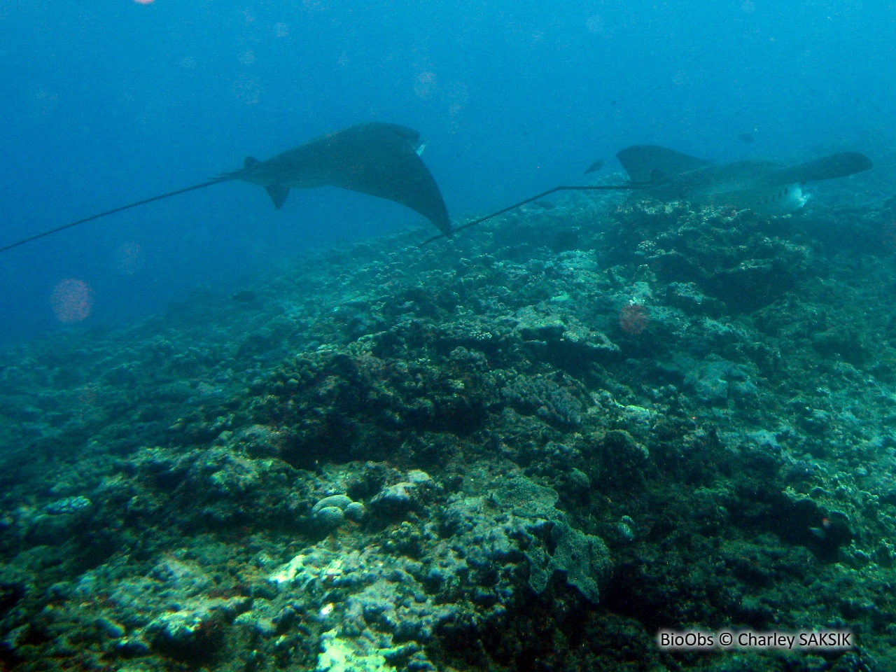 Raie aigle - Myliobatis aquila - Charley SAKSIK - BioObs