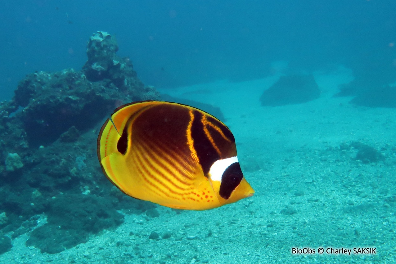 Poisson-papillon raton laveur - Chaetodon lunula - Charley SAKSIK - BioObs