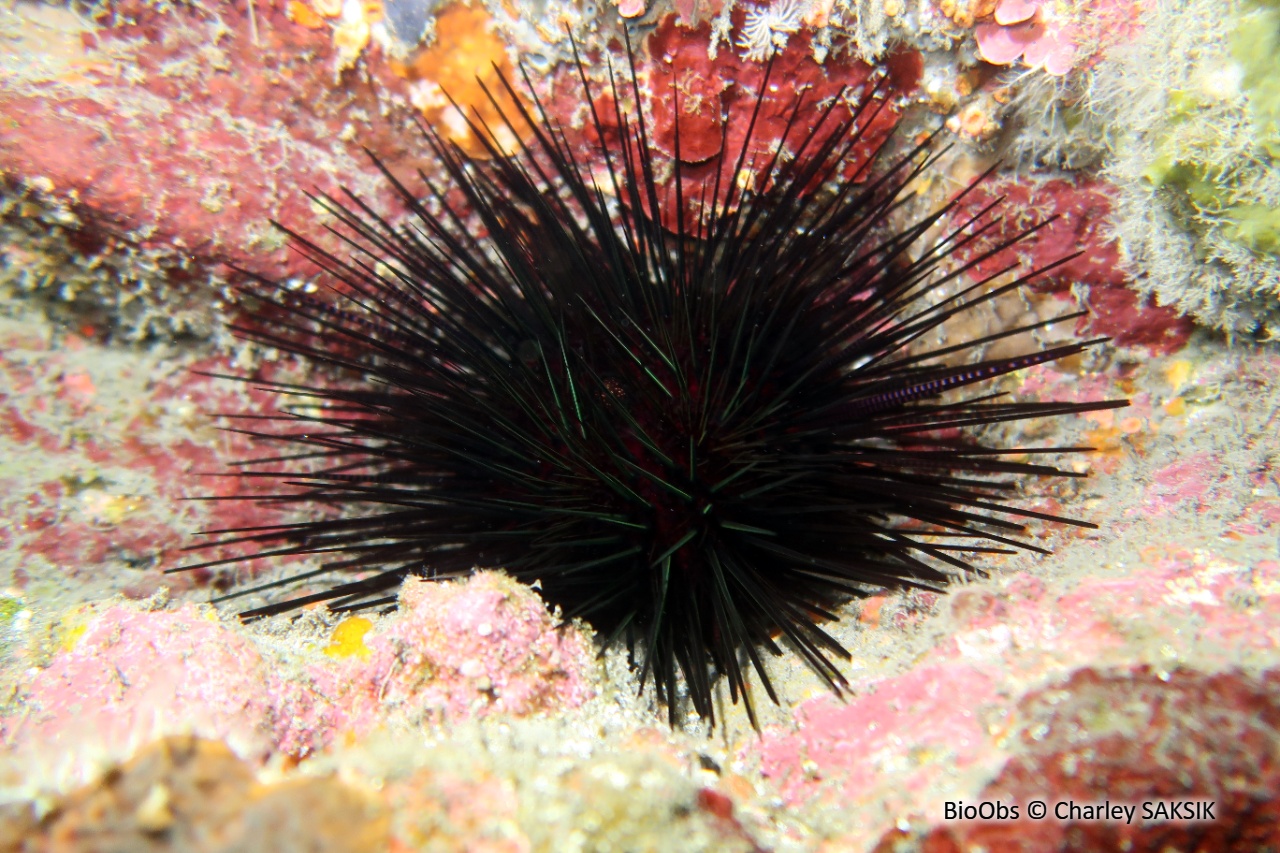 Oursin bleu-noir - Echinothrix diadema - Charley SAKSIK - BioObs