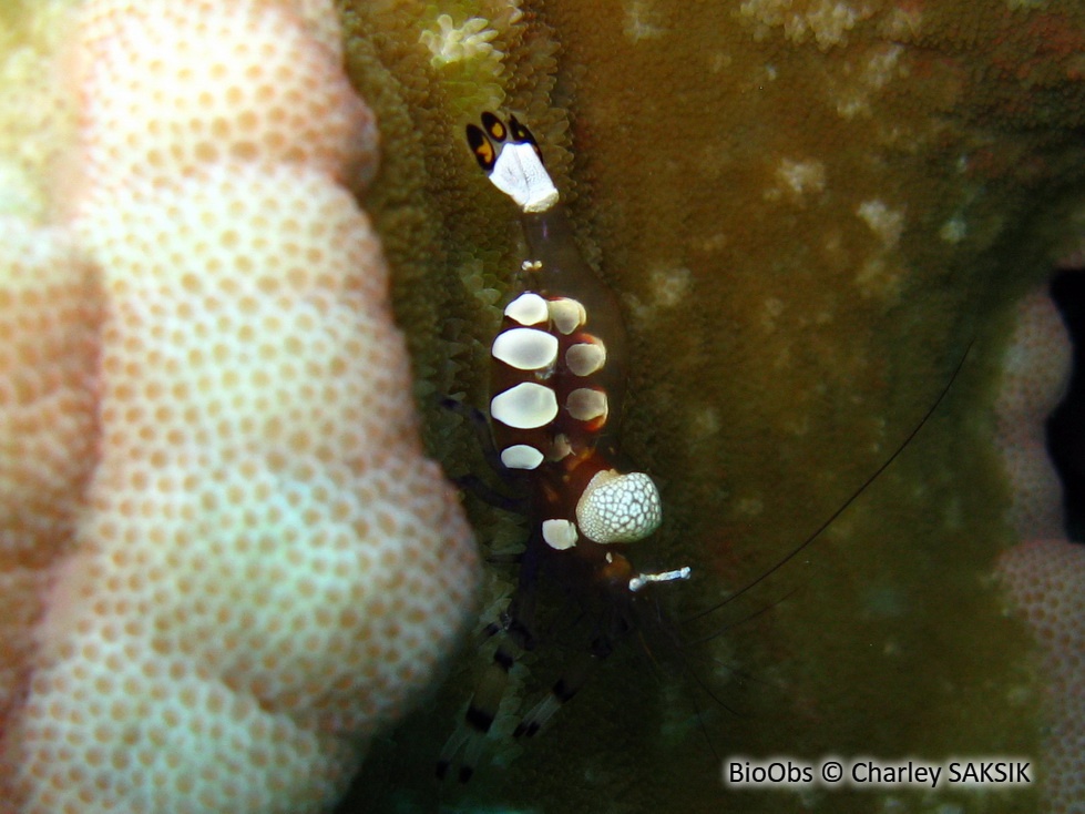 Crevette queue de paon - Ancylocaris brevicarpalis - Charley SAKSIK - BioObs
