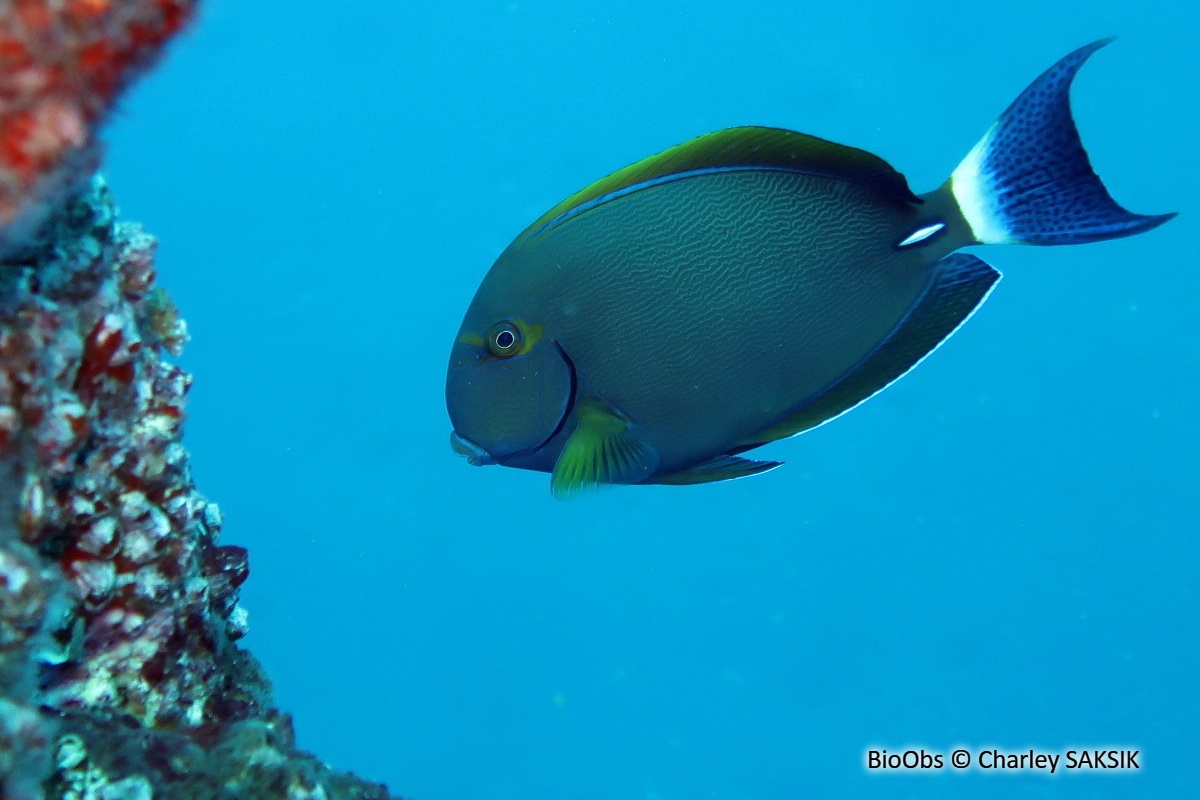 Chirurgien aile jaune - Acanthurus xanthopterus - Charley SAKSIK - BioObs