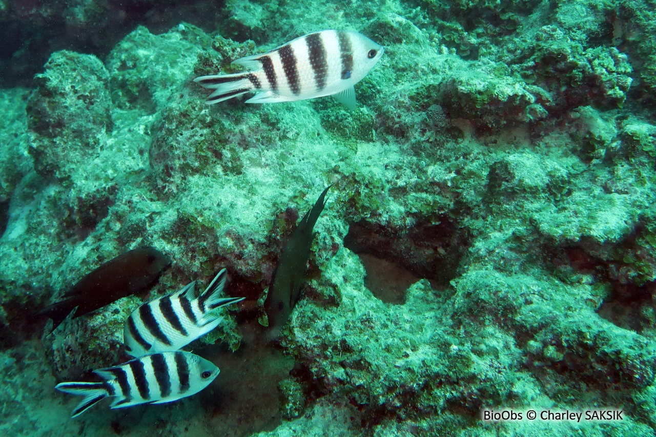 Sergent-major à queue en ciseaux - Abudefduf sexfasciatus - Charley SAKSIK - BioObs