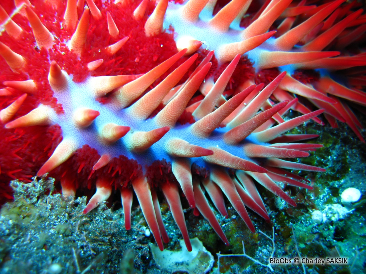 Etoile de mer couronne d'épines de Maurice - Acanthaster mauritiensis - Charley SAKSIK - BioObs