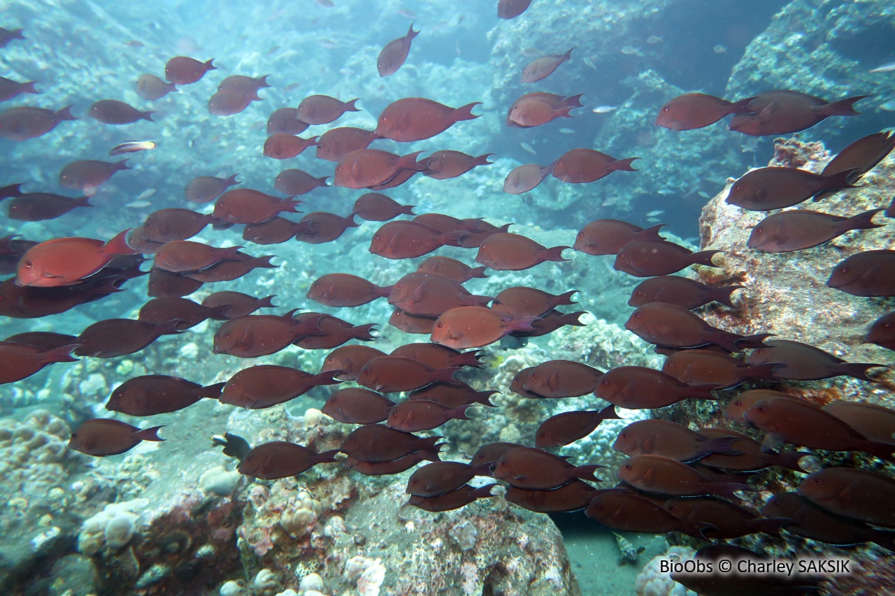 Chirurgien brun-noir - Acanthurus nigrofuscus - Charley SAKSIK - BioObs